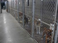 /i/lowes pet motel/tn_IM000989.JPG
